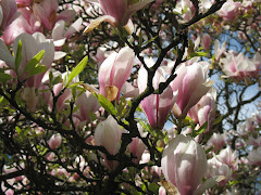 Magnolias