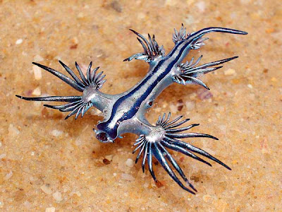 Like most sea slugs it is a blue sea slug. Like most sea slugs it is a