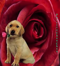 Perrito de Rosebb