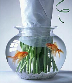 [peixe.jpg]
