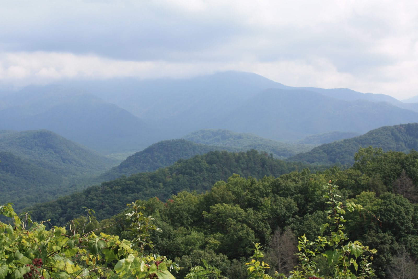 Speyeria diana Field Notes Townsend Tennessee Trip