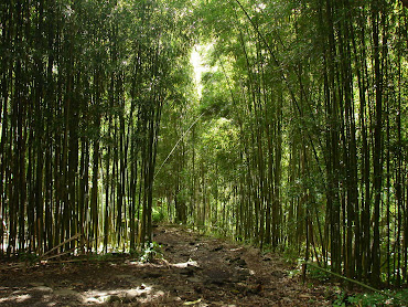 Bamboo Forest