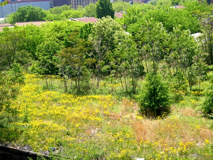 [rooftopyelloflo2web.jpg]