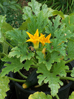 Ramping Up the Garden: 2009 Planting Timeline