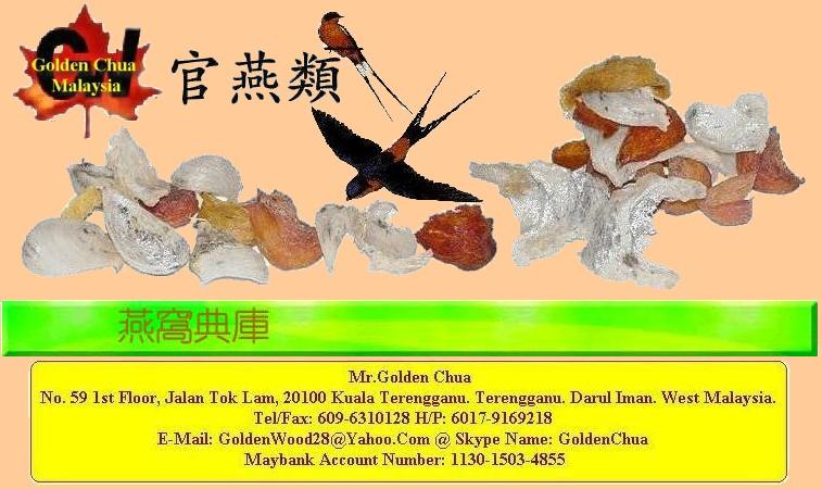 Golden Swallow "House Bird Nest"