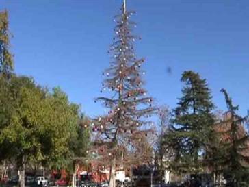 [091209-concordtree-hmed-510p.hmedium.jpg]