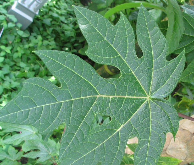 Housewife Work Raw juice of papaya leaves, dengue fever remedy?