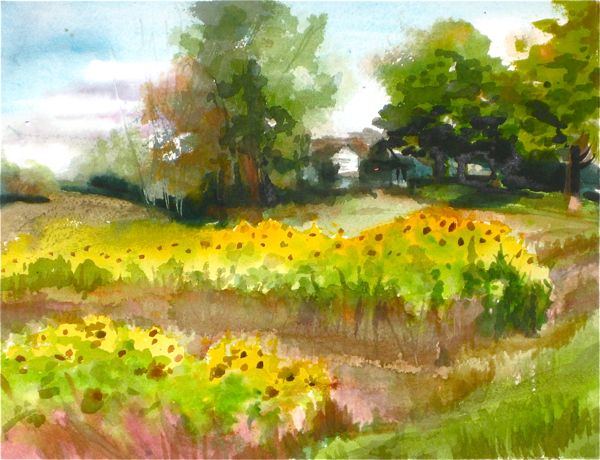 Another Look Sunflower Fields Plein Air Landscape Painting By