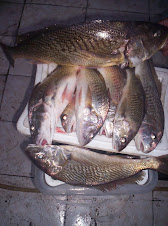 Corvinas
