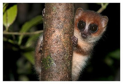 รีวิว... มาดากัสการ์ แผ่นดินมหัศจรรย์ สวรรค์ของผู้รักธรรมชาติ PART 4 ลีเมอร์ Lemurs