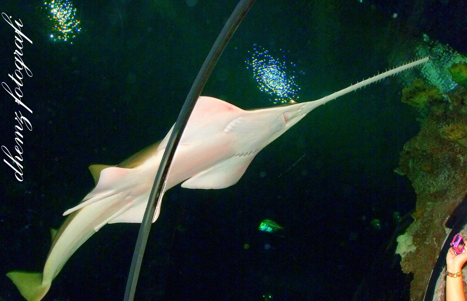 November 2010 The Dias Family Adventures