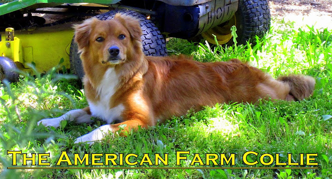 The American Farm Collie