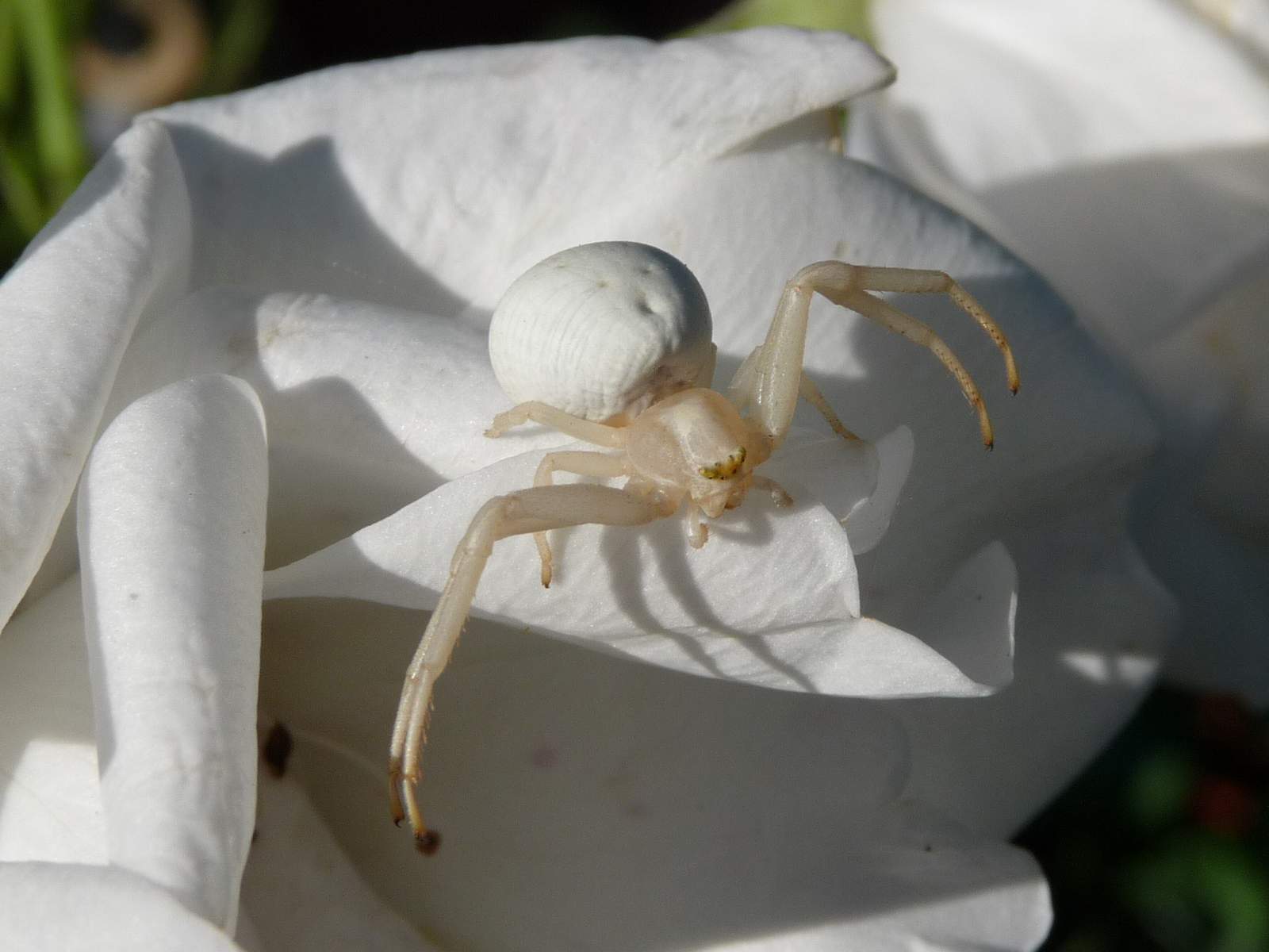 G a r t e n p a r a d i e s ***: Weiße Spinne