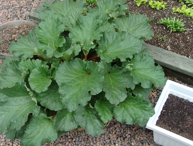 Our Rhubarb