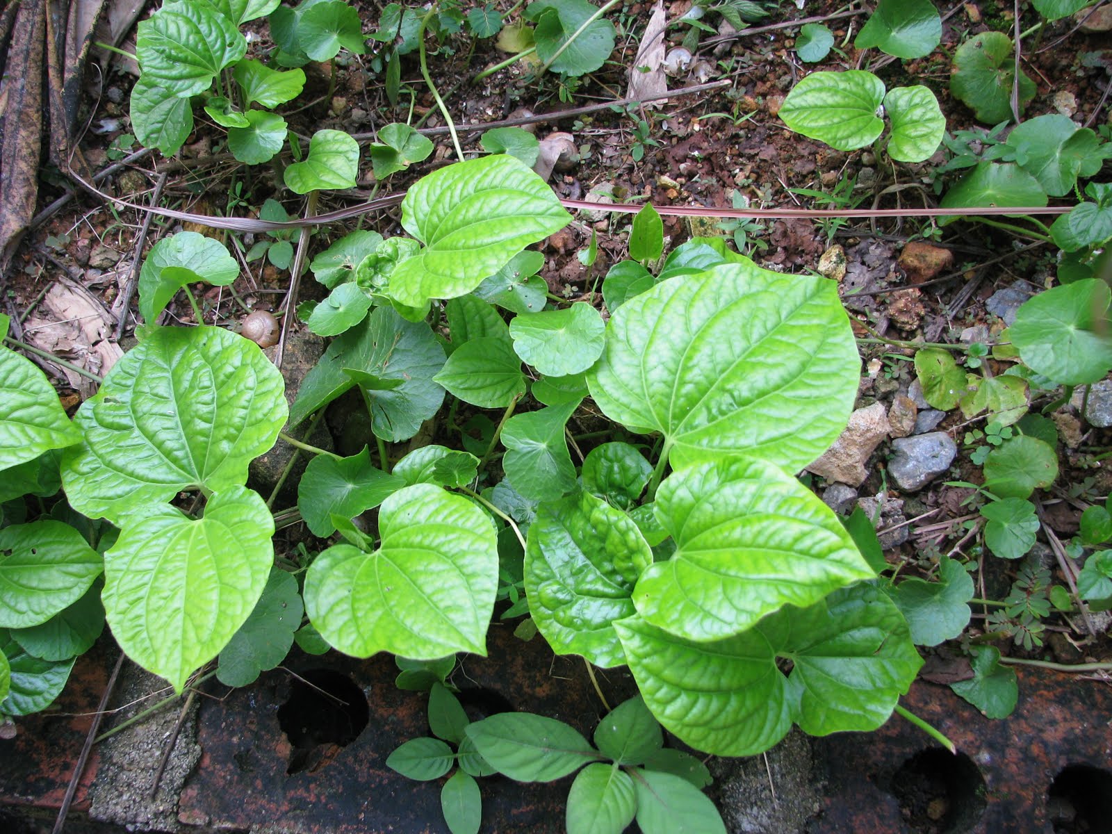 piper sarmentosum roxb