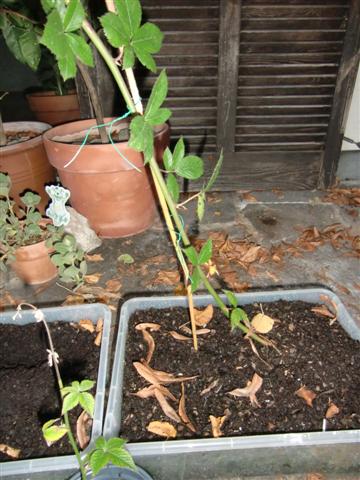 Vermehrung von Brombeeren über Stecklinge und Absenker - Experiment hat