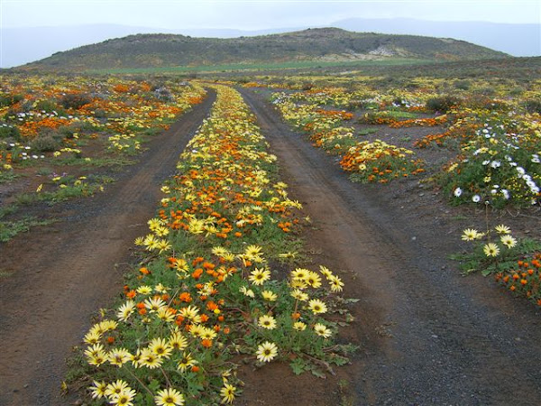 Blomme Uit Namakwaland 2