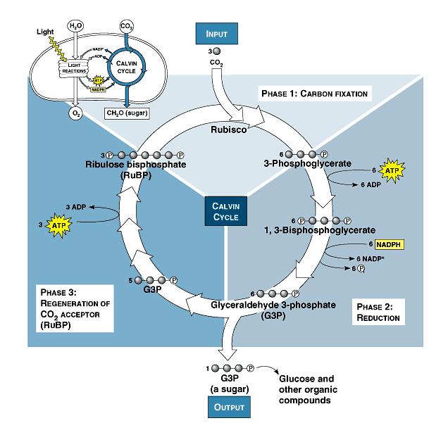 Calvin Cycle Animation