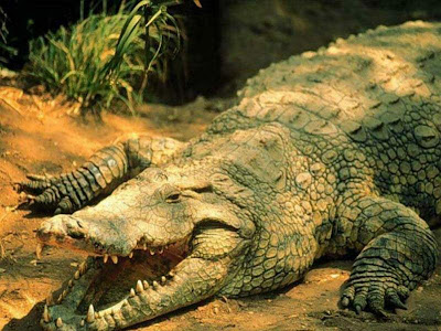 laricoteka cocodrilos comen sabias piedras cocodrilo nadar