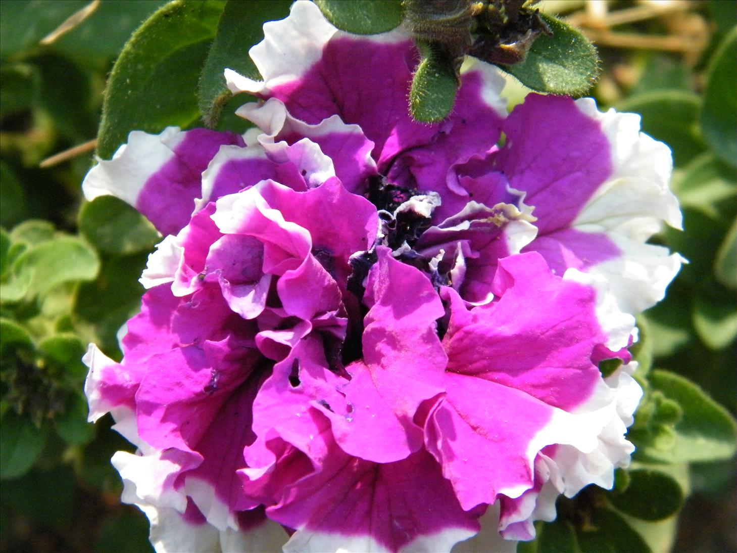 My Photography Blog Uttarakhand Flowers