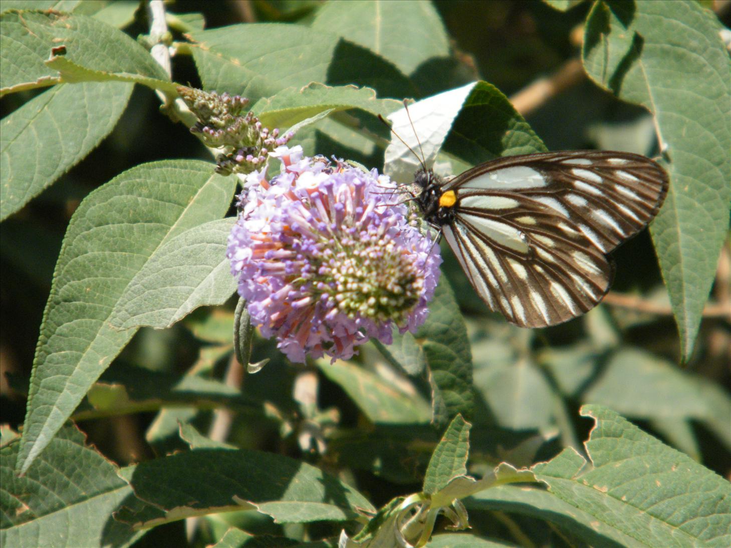 My Photography Blog Uttarakhand Flowers