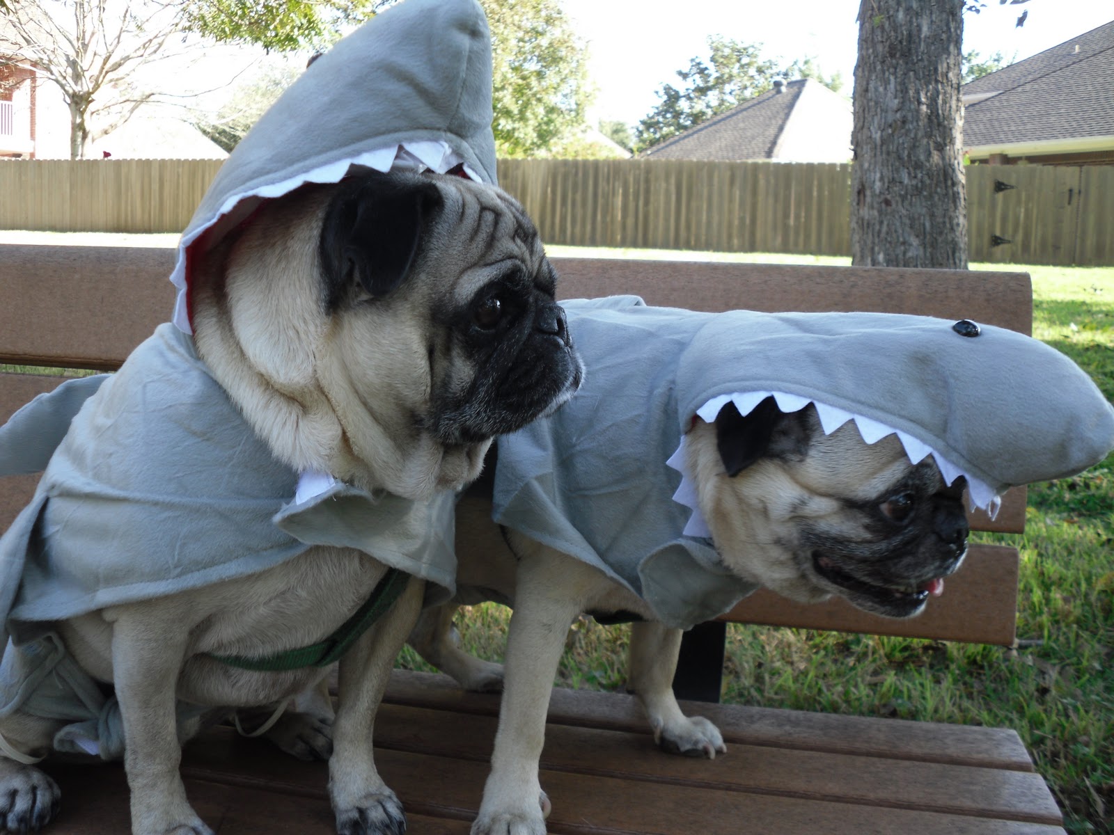 http://2.bp.blogspot.com/_xCZXXM23n7k/TMB0uqQagFI/AAAAAAAAB0I/EHss7fI6lGY/s1600/Halloween.jpg