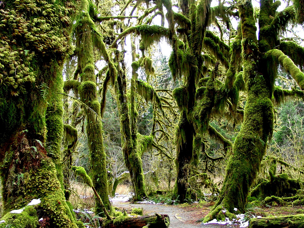 Holidays and absences - Page 4 Hoh+rainforest