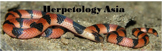 Herpetology Asia