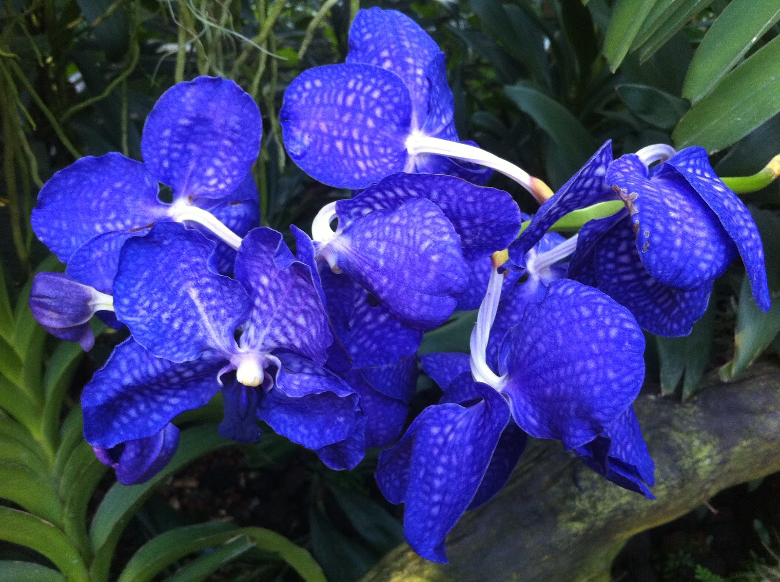 National Orchid Garden Singapore The Long and Winding Road