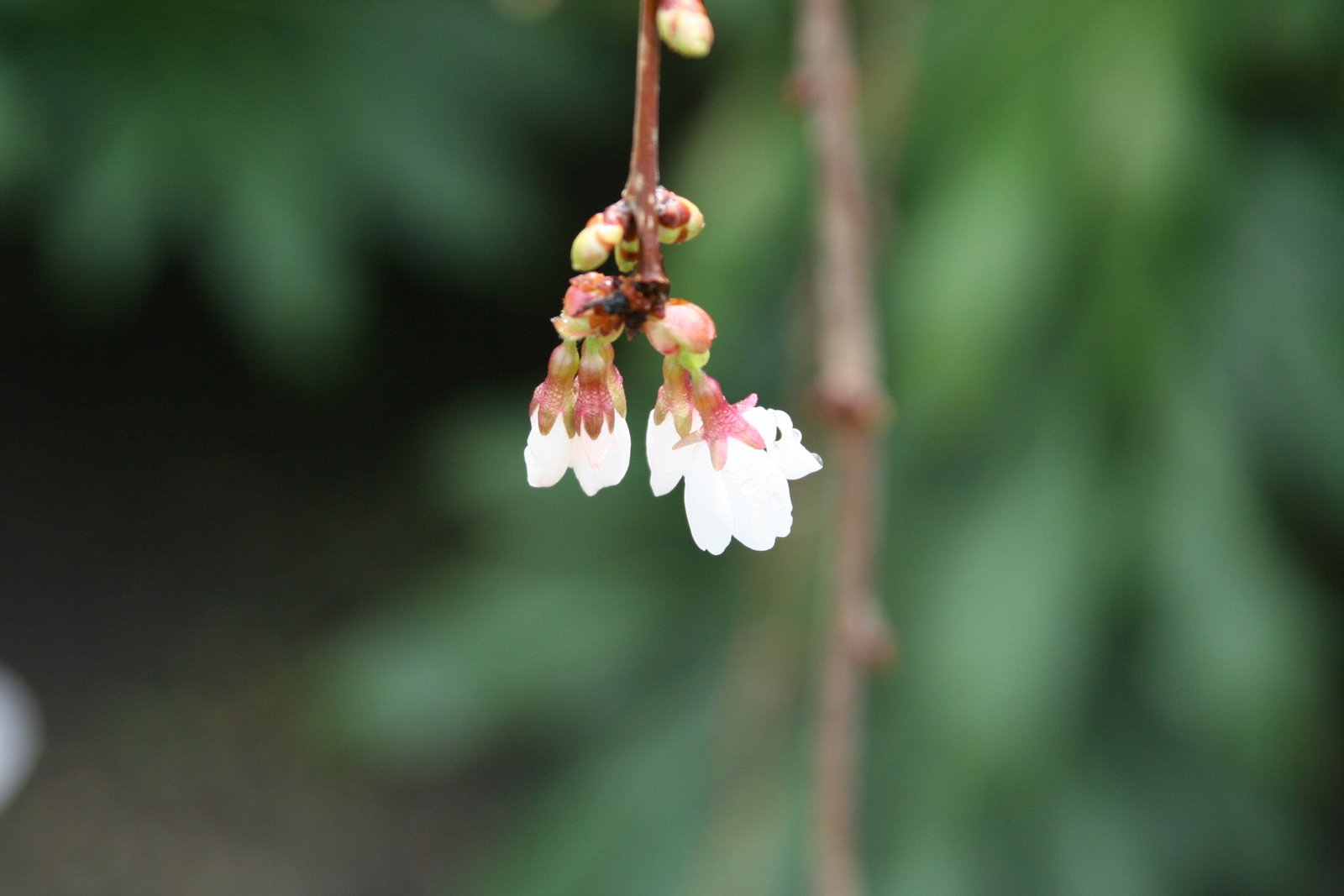 [Spring2009+001.JPG]