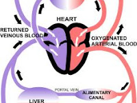 Blood Flow Diagram Blood Flow Diagram