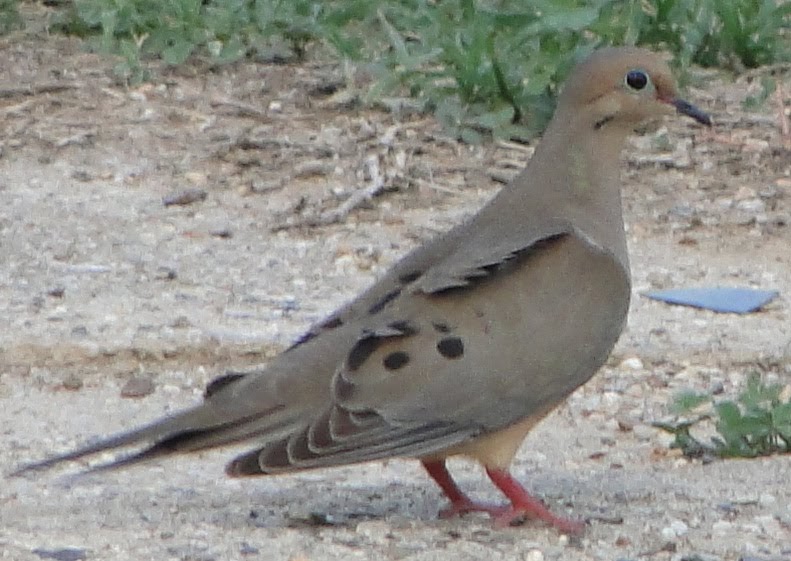 we saw that... louisiana mourning dove....2015©
