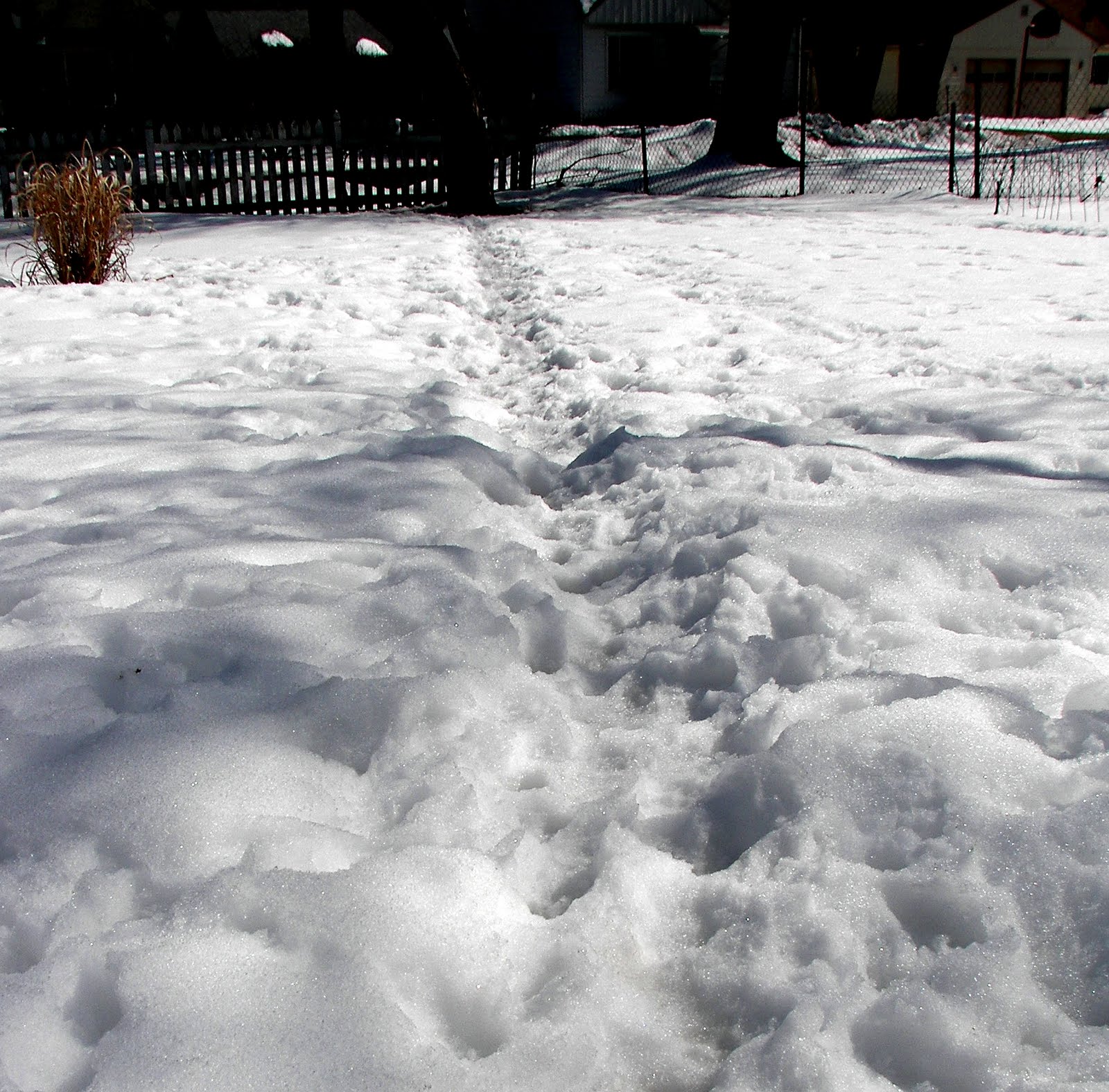 [snow+path.JPG]