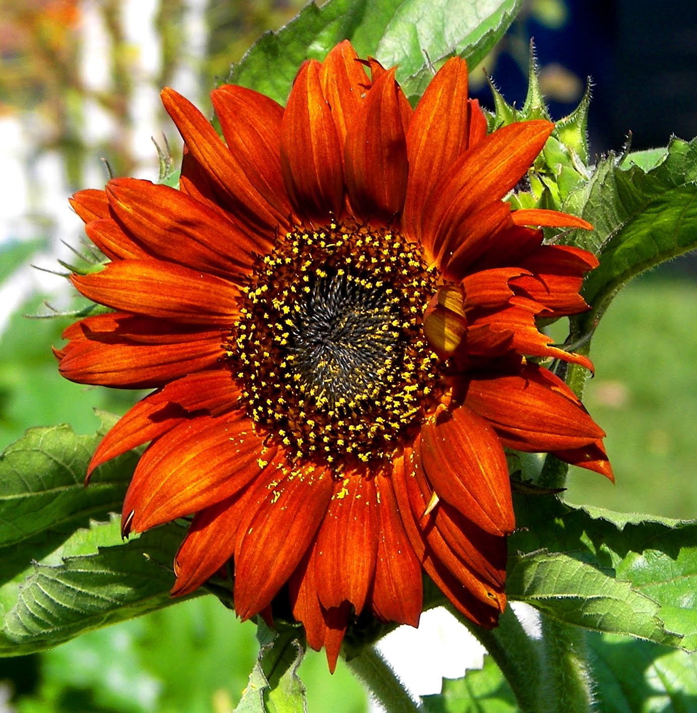 Burnt Orange Sunflower