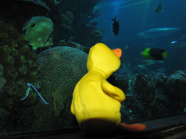 Boston Aquarium Pictures