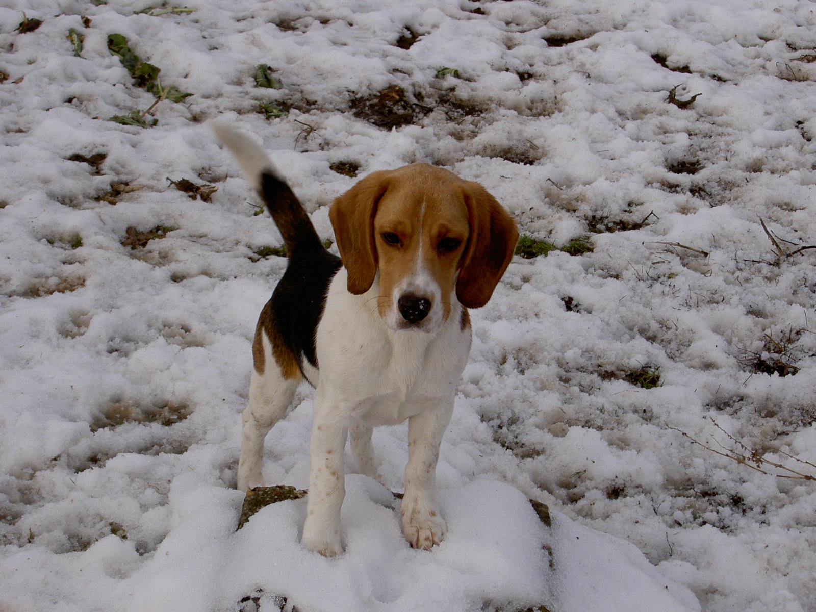 [Nnnna,+itt+se+lehet+túrni....JPG]