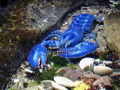 blue-lobster-3.jpg