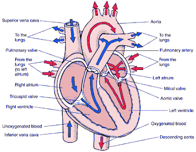 Pig Heart Diagram