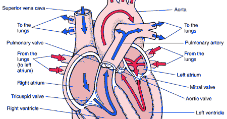 LLA BIOLOGY: Anatomy of a Heart