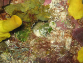 Stunning Coral in Cozumel