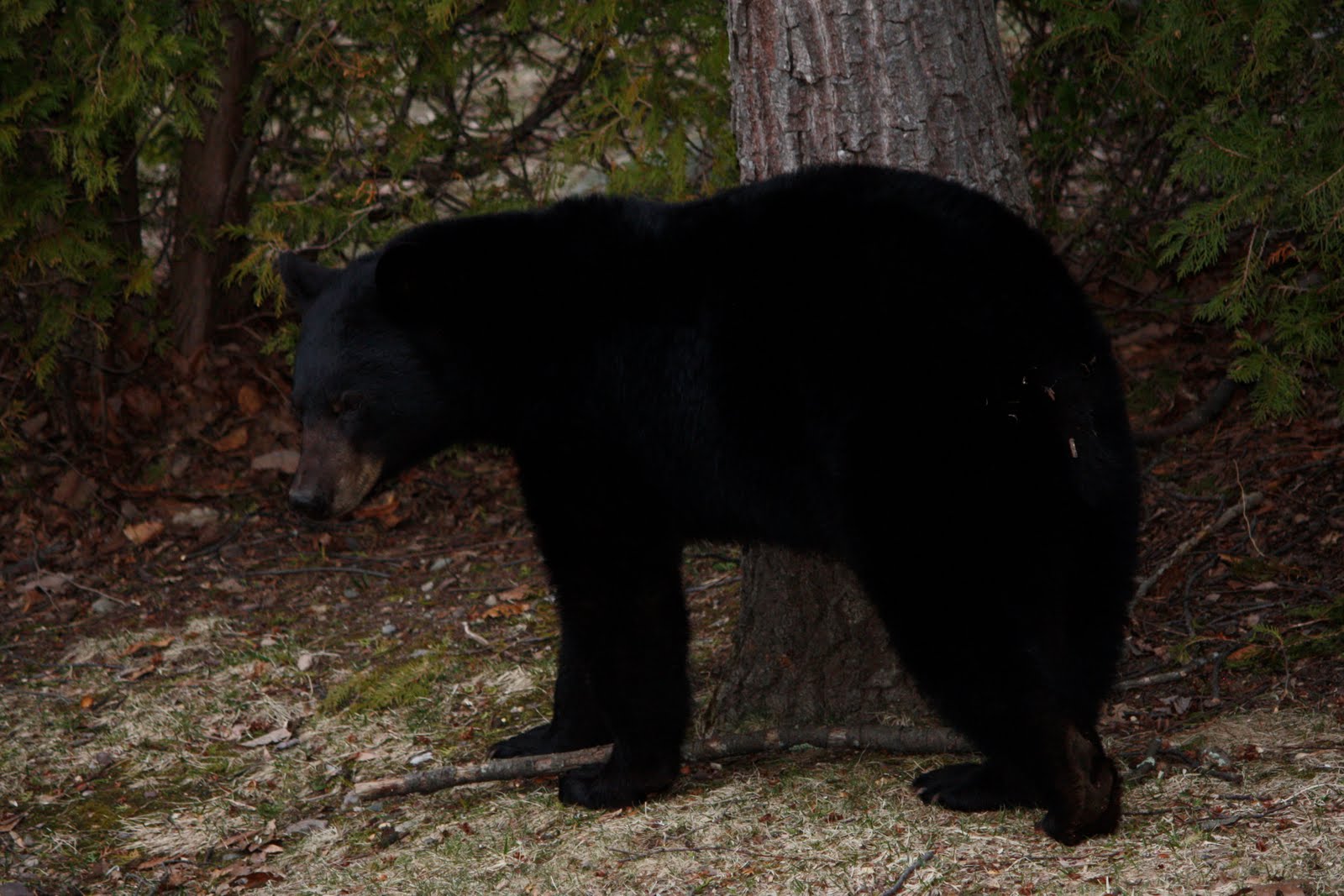 murmuring trees Bear Hunt in New Jersey