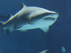 Hajen jeg så i øjnene på en af mine talrige dykkerture (eller var det i Kattegatcentret?)!!!!!!!!!!