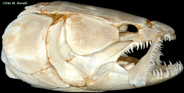 bowfin fish pictures