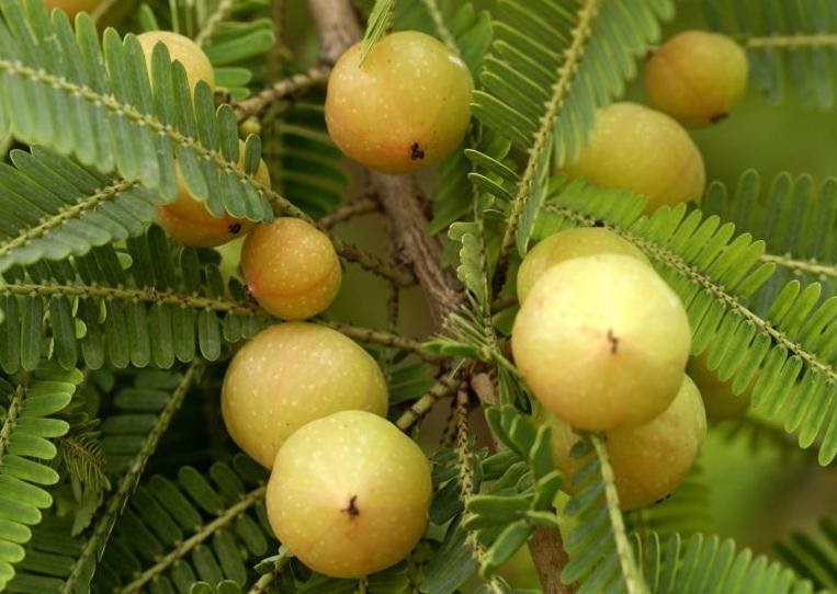 Medicinal Herbs: Emblica officinalis