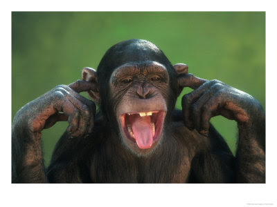 Chimpanzee-with-its-Fingers-in-its-Ears-Posters.jpg