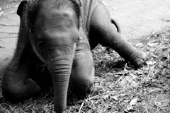 Bali: sull'elefante