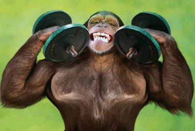 Muscle+Building+Gym+Exercise+Monkey+Buff+Ape.jpg