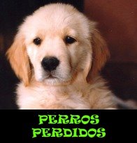 perros perdidos