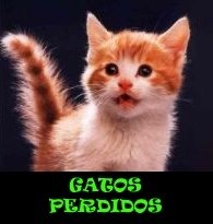 Gatos perdidos