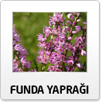 funda yapragi